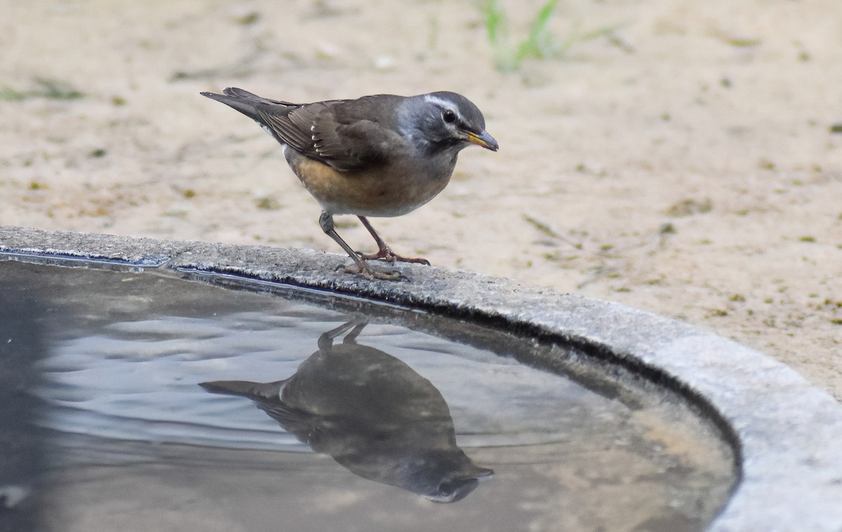 drozd bělobrvý - ML646452667