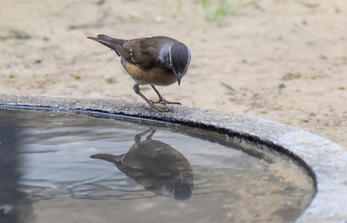 drozd bělobrvý - ML646452668