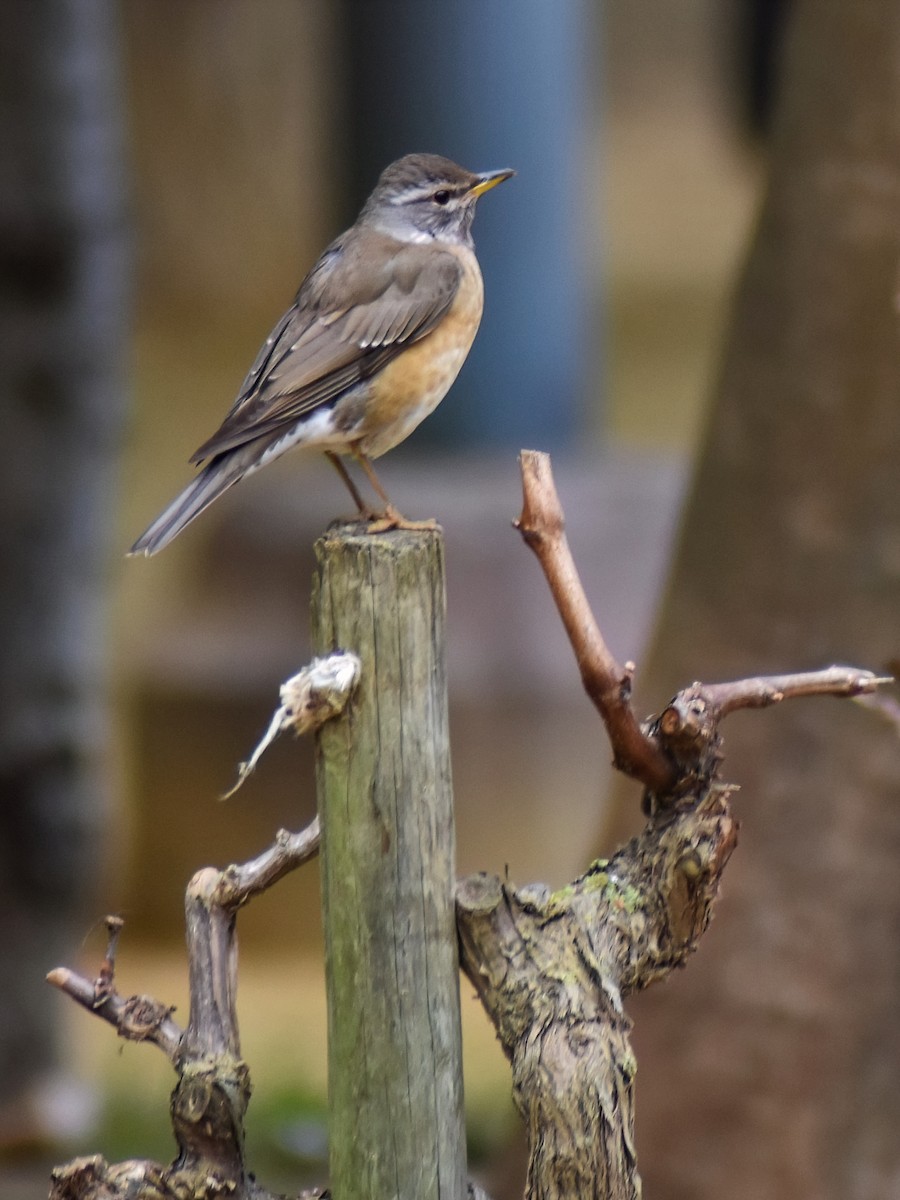 drozd bělobrvý - ML646452669