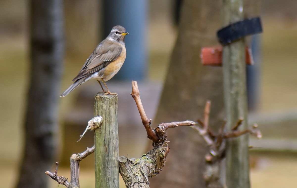 drozd bělobrvý - ML646452670