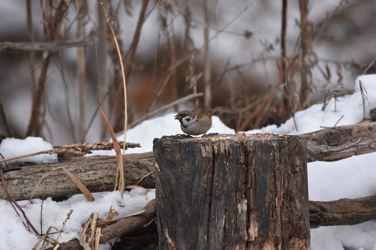 Feldsperling - ML646452672