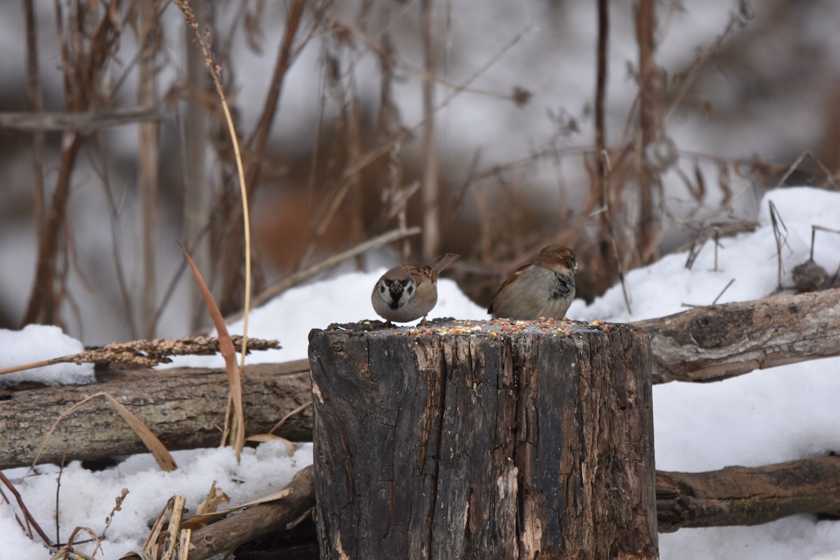 Feldsperling - ML646452673