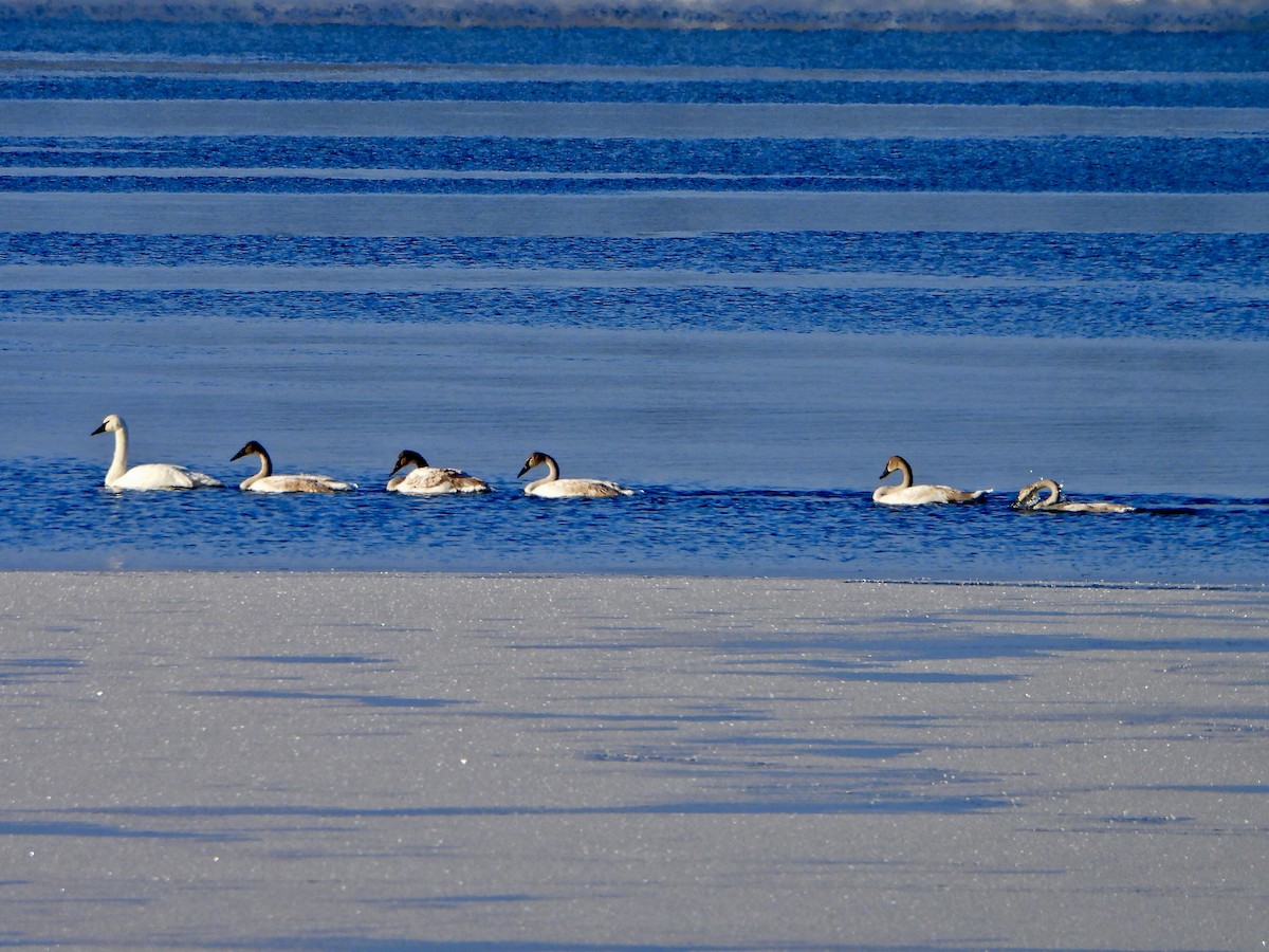 Trumpeter Swan - ML646452674