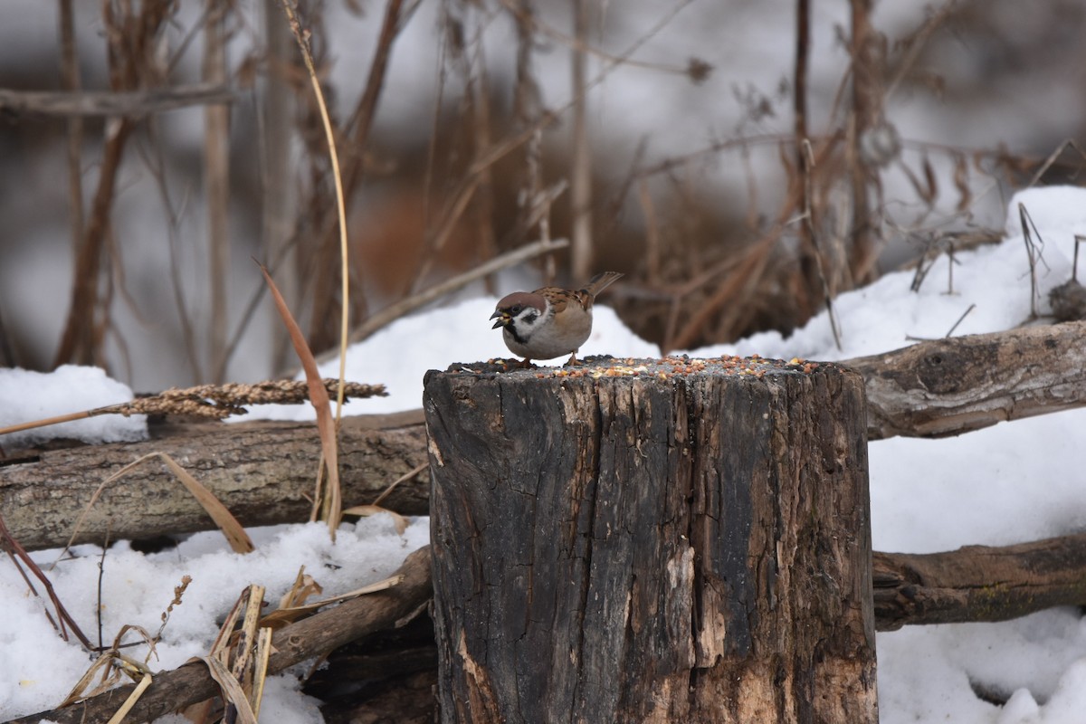 Feldsperling - ML646452675