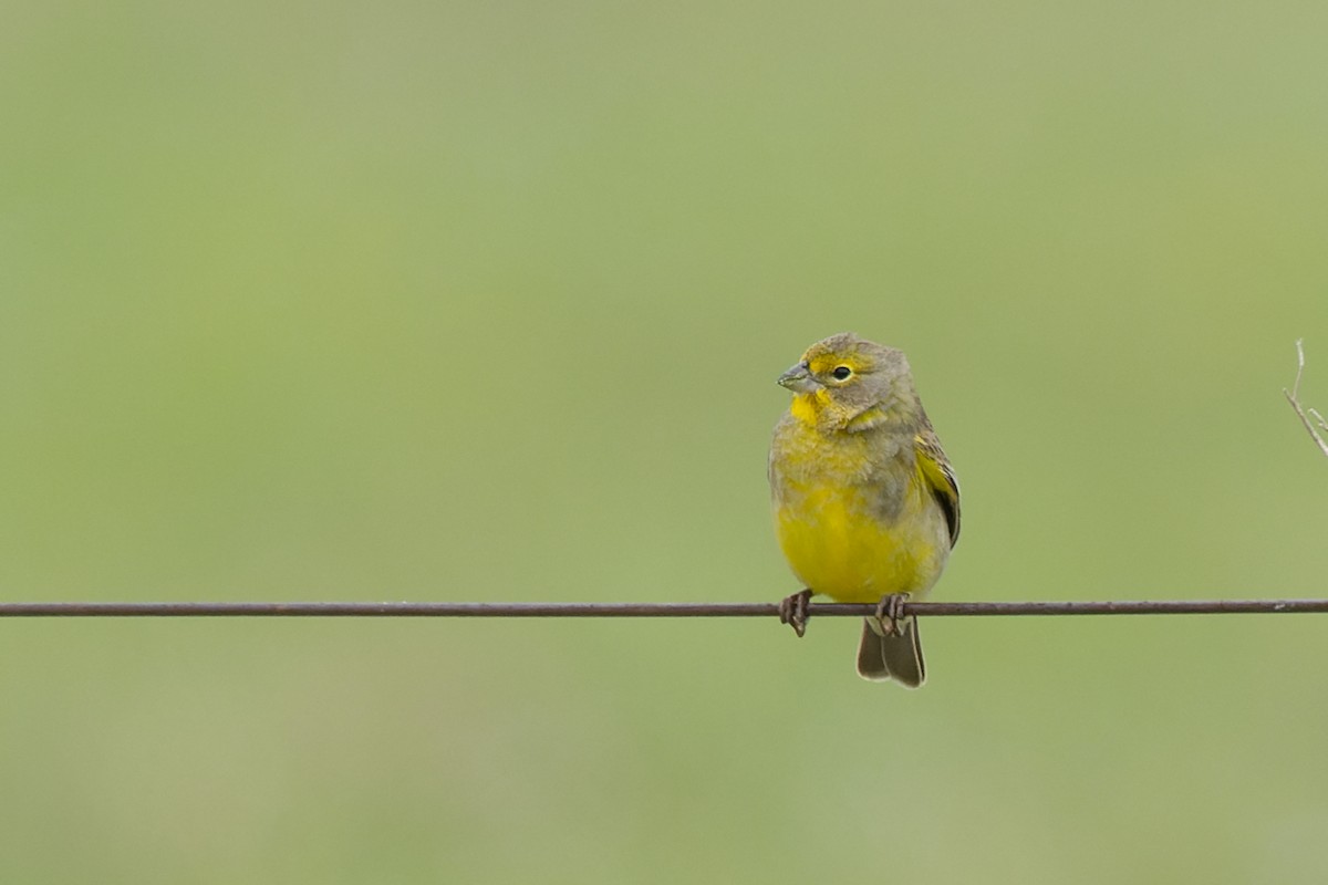 Grassland Yellow-Finch - ML646452676