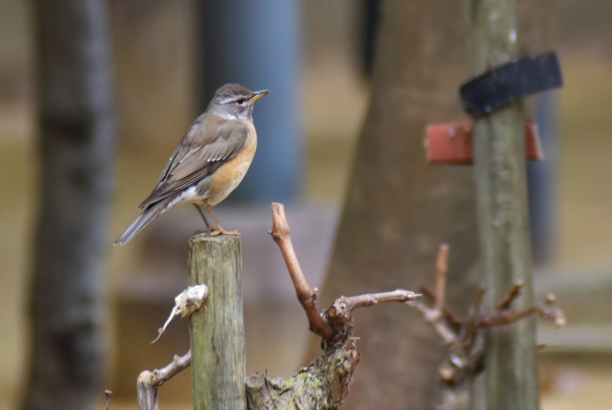 drozd bělobrvý - ML646452677