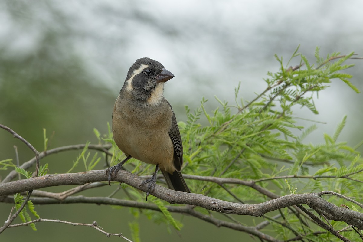 Golden-billed Saltator - ML646452678