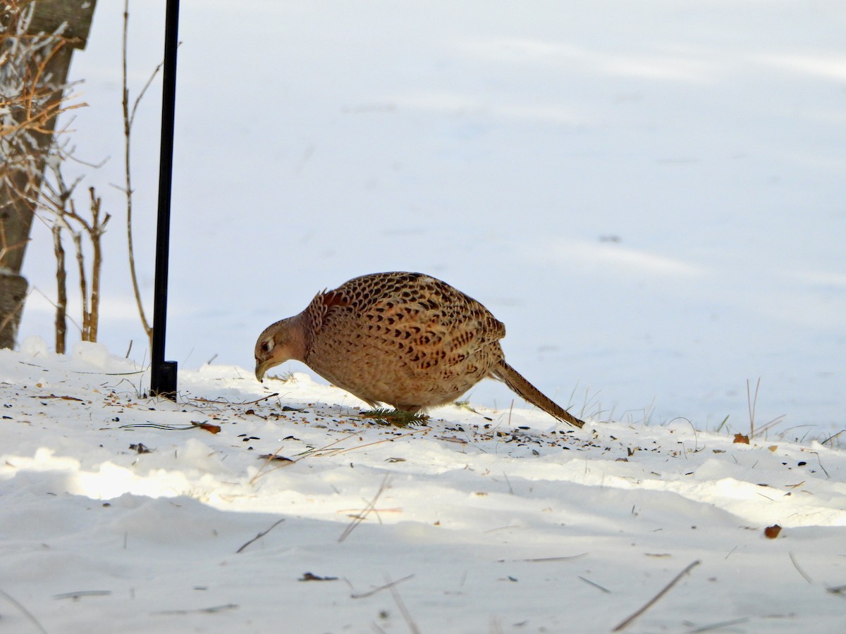 Ring-necked Pheasant - ML646452679