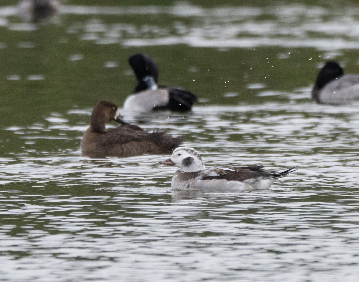 Long-tailed Duck - ML646452680