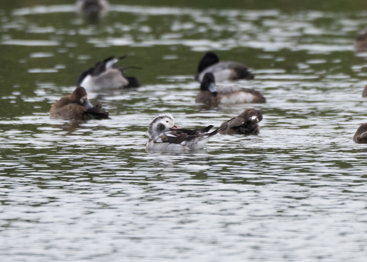 Long-tailed Duck - ML646452681