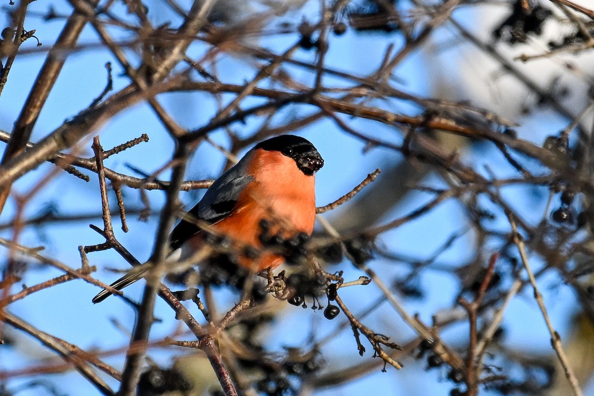 Eurasian Bullfinch - ML646452685