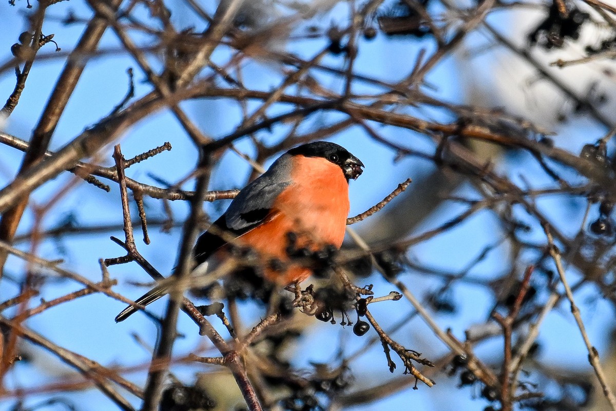 Eurasian Bullfinch - ML646452686