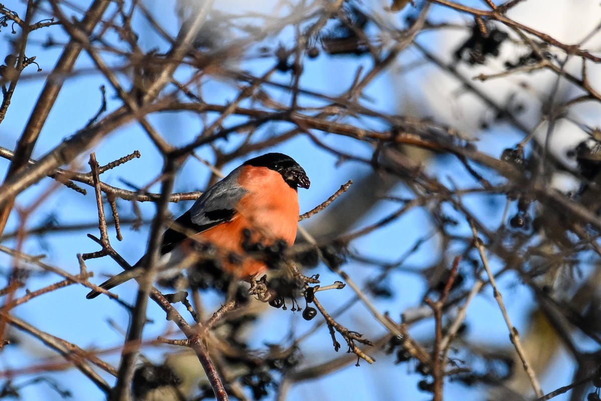 Eurasian Bullfinch - ML646452687