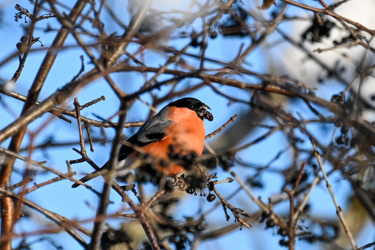 Eurasian Bullfinch - ML646452688