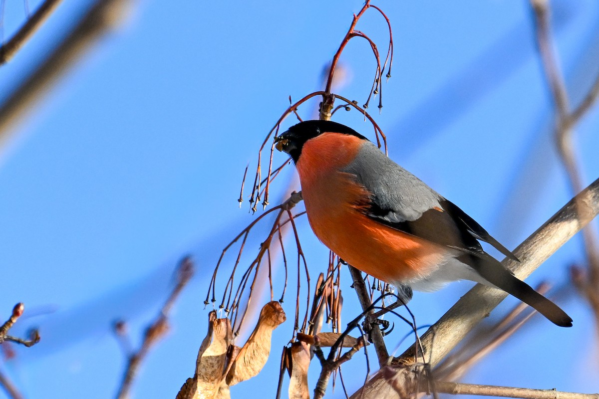 Eurasian Bullfinch - ML646452689