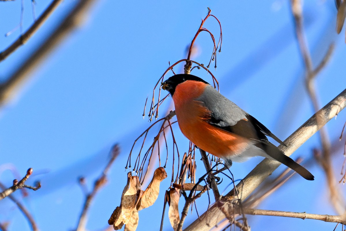 Eurasian Bullfinch - ML646452690