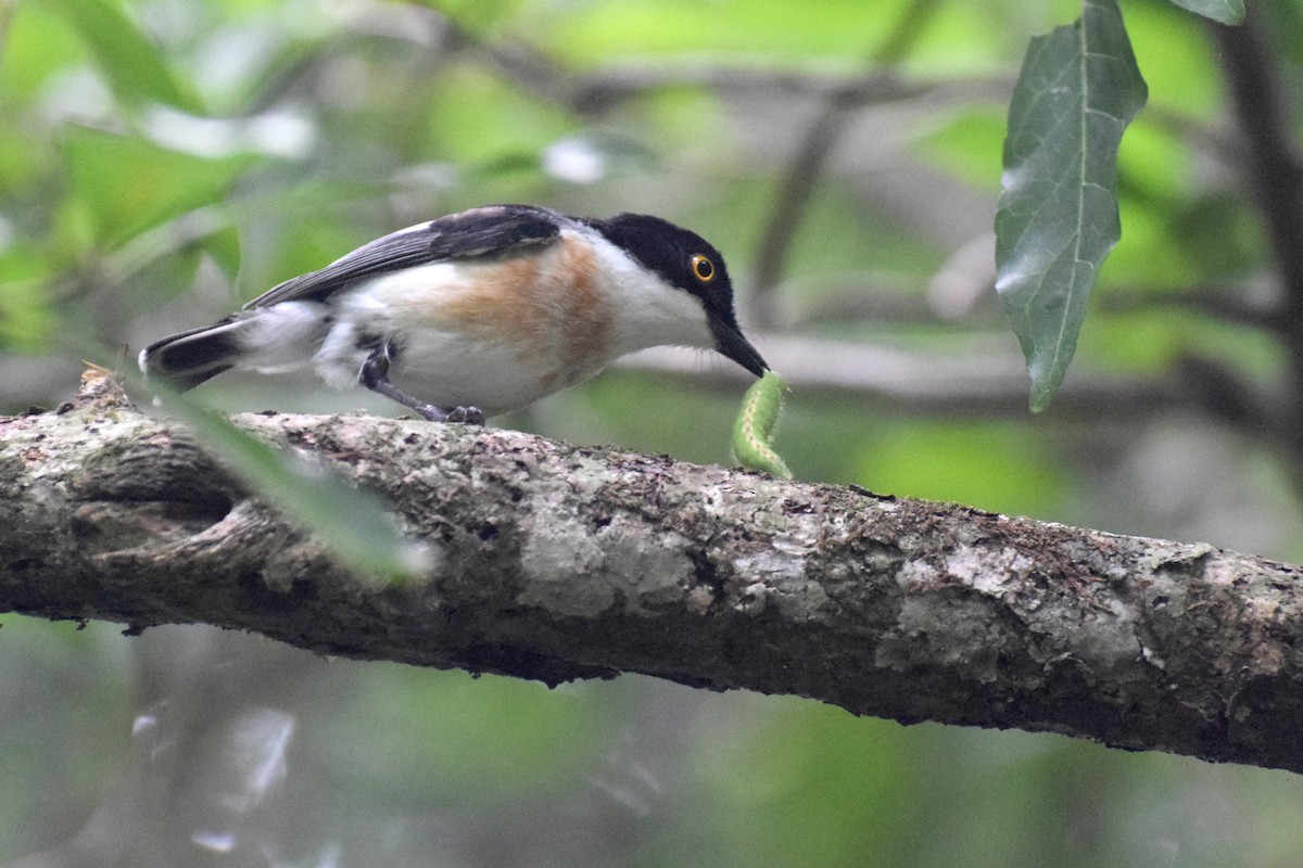 Woodwards' Batis - ML646452692