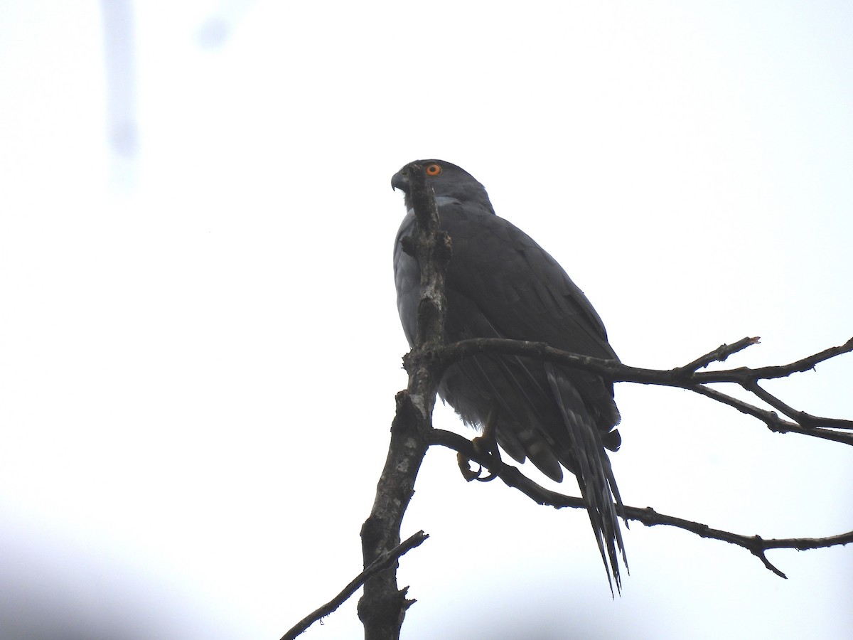 Bicolored Hawk - ML646452695