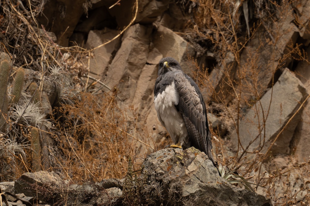 Канюк чорногрудий - ML646452697