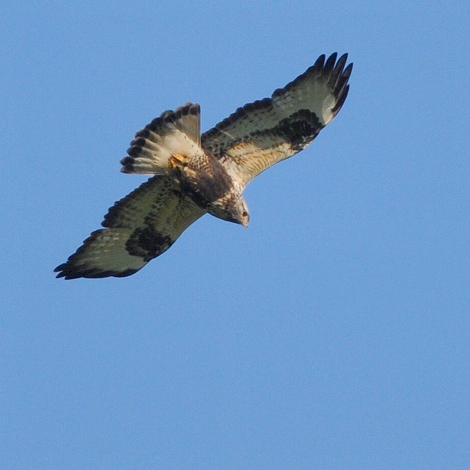 Rough-legged Hawk - ML646452700