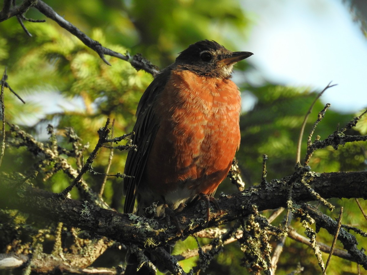 American Robin - ML646452702