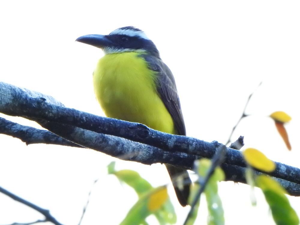 Пітанга-великодзьоб - ML646452703