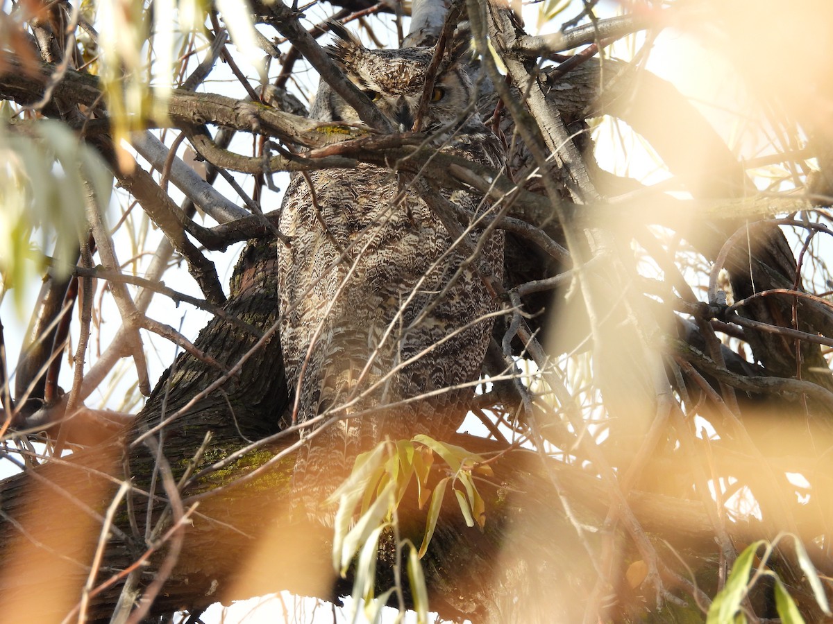 Great Horned Owl - ML646452710