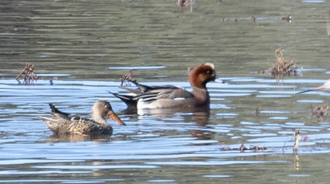 Eurasian Wigeon - ML646452711