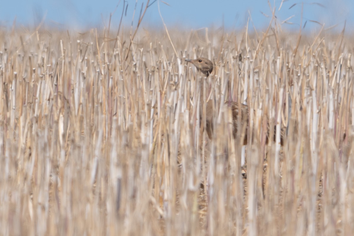 Корхаан чорногорлий - ML646452712