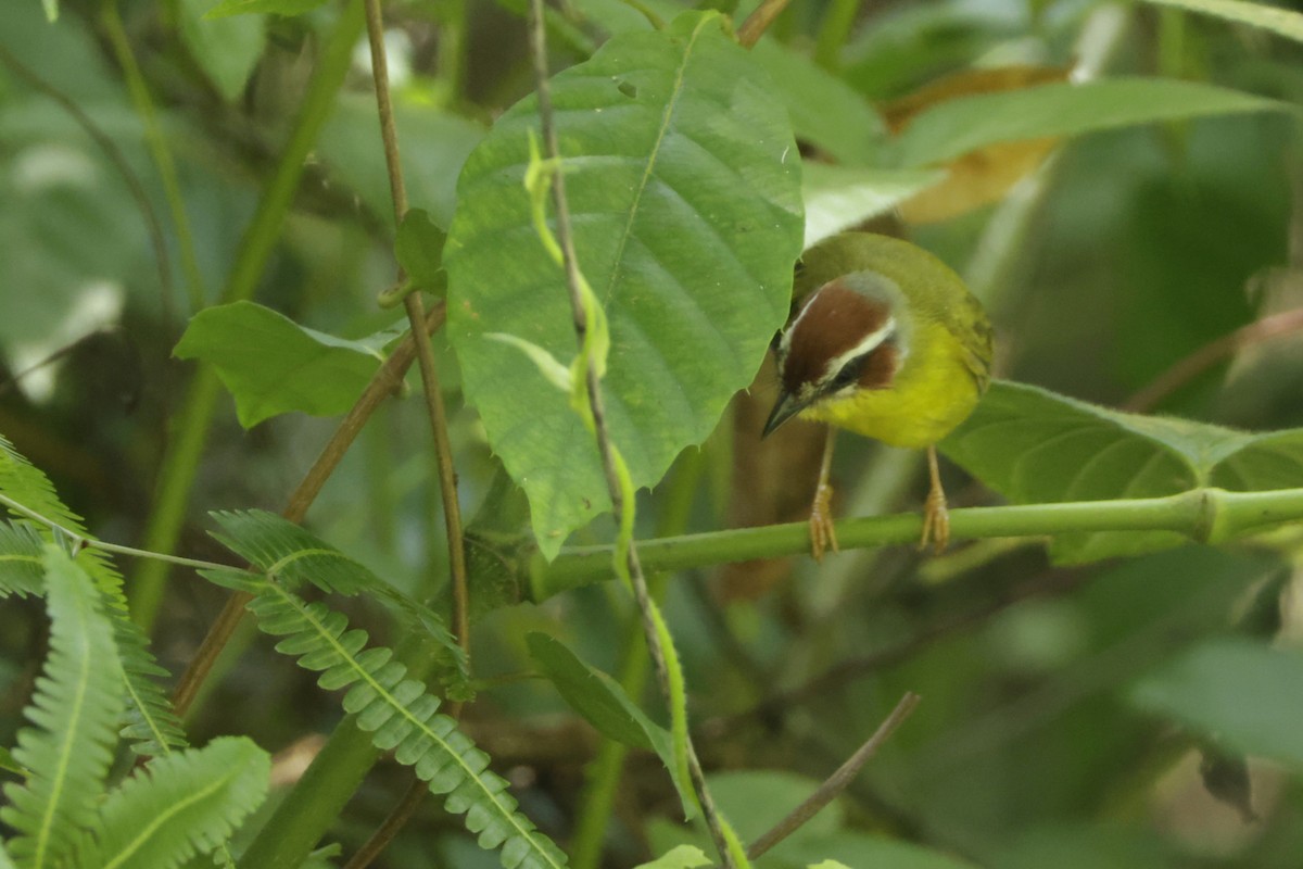 Chestnut-capped Warbler - ML646452714