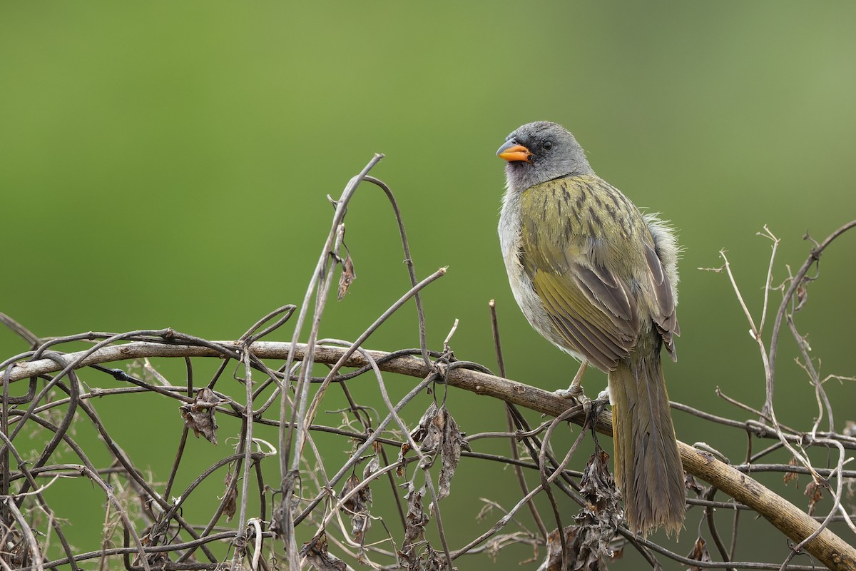 Great Pampa-Finch - ML646452715