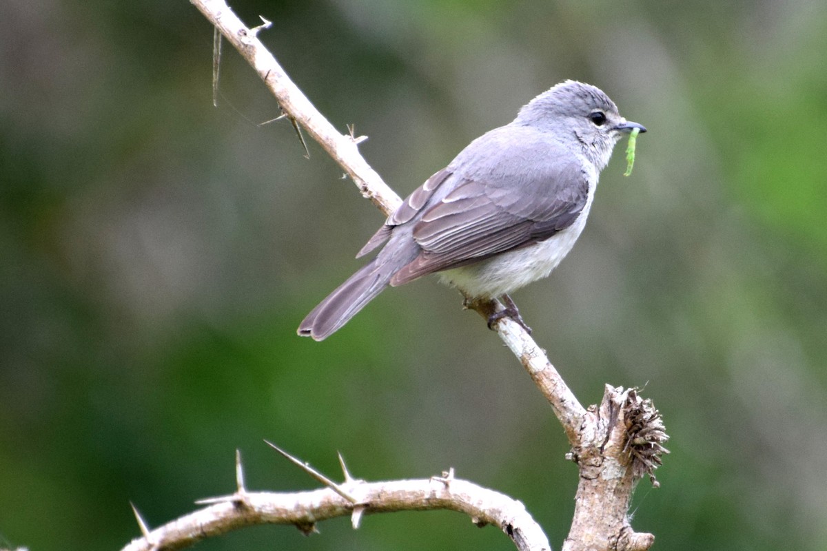 Ashy Flycatcher - ML646452716