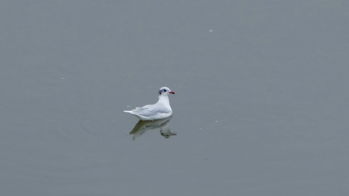 racek černohlavý - ML646452718