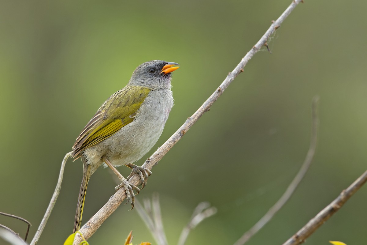 Great Pampa-Finch - ML646452719