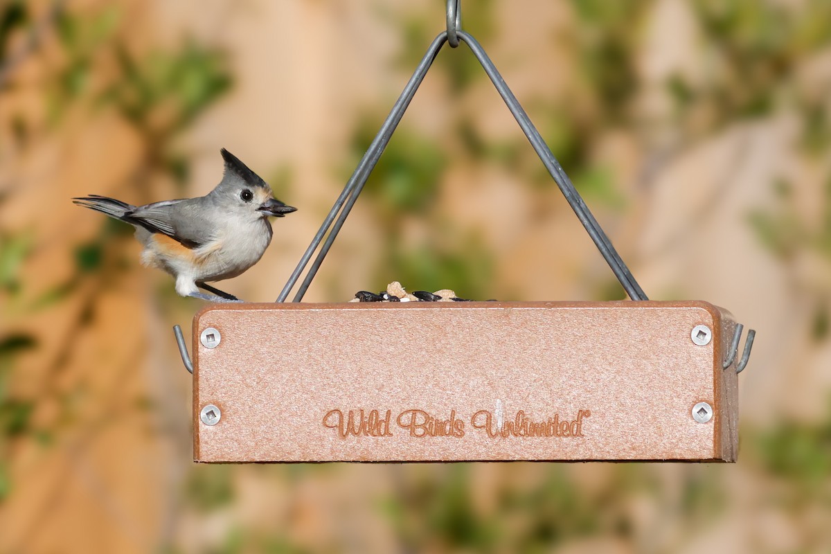 Black-crested Titmouse - ML646452722