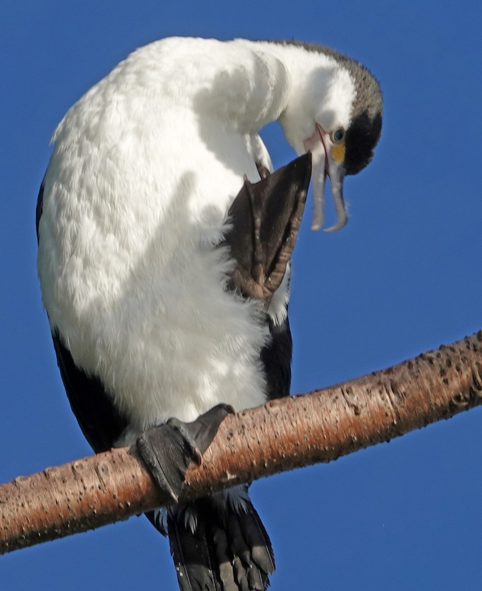 Pied Cormorant - ML646452725