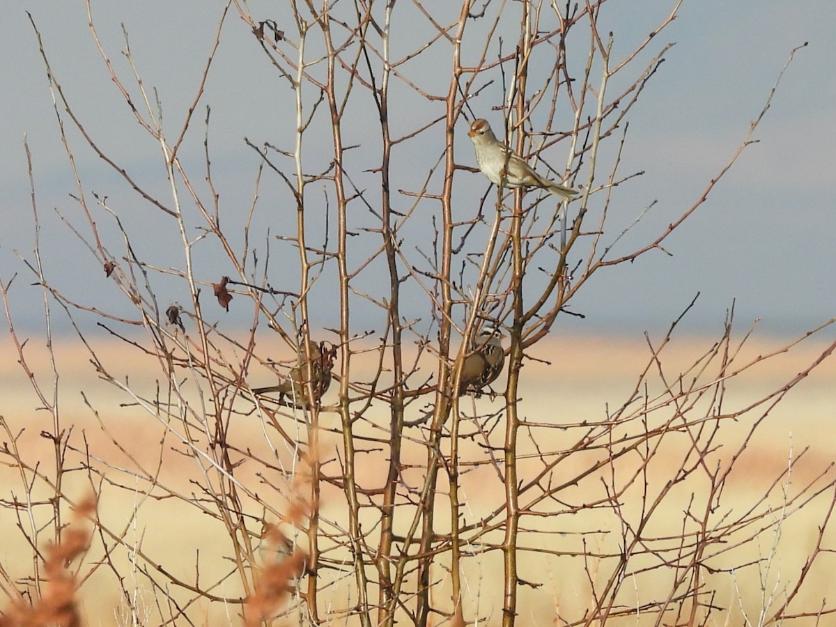 White-crowned Sparrow - ML646452726