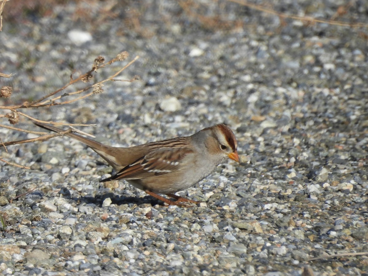 White-crowned Sparrow - ML646452727