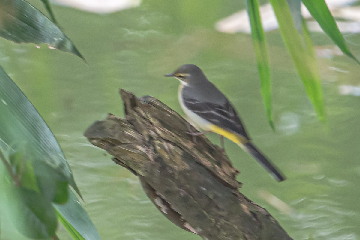 Gray Wagtail - ML646452730