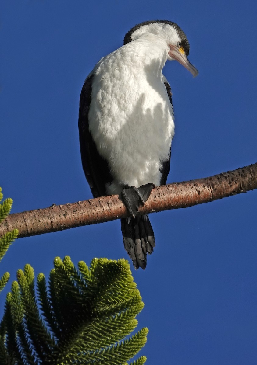 Pied Cormorant - ML646452734