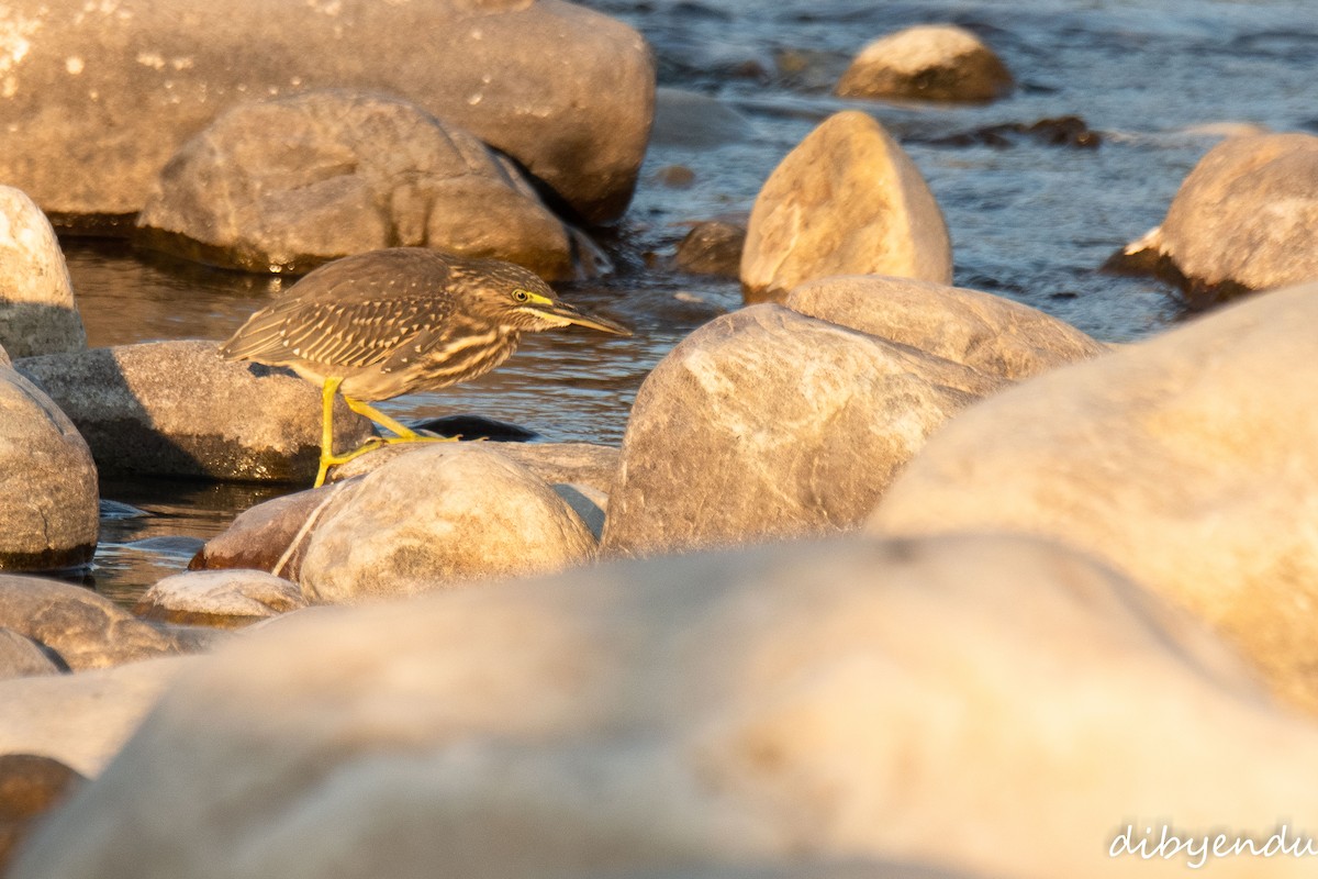 Little Heron - ML646452738