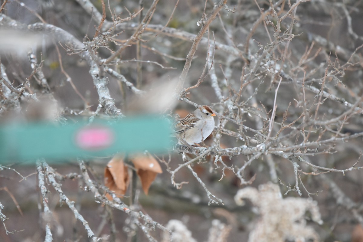 Dachsammer (gambelii) - ML646452742