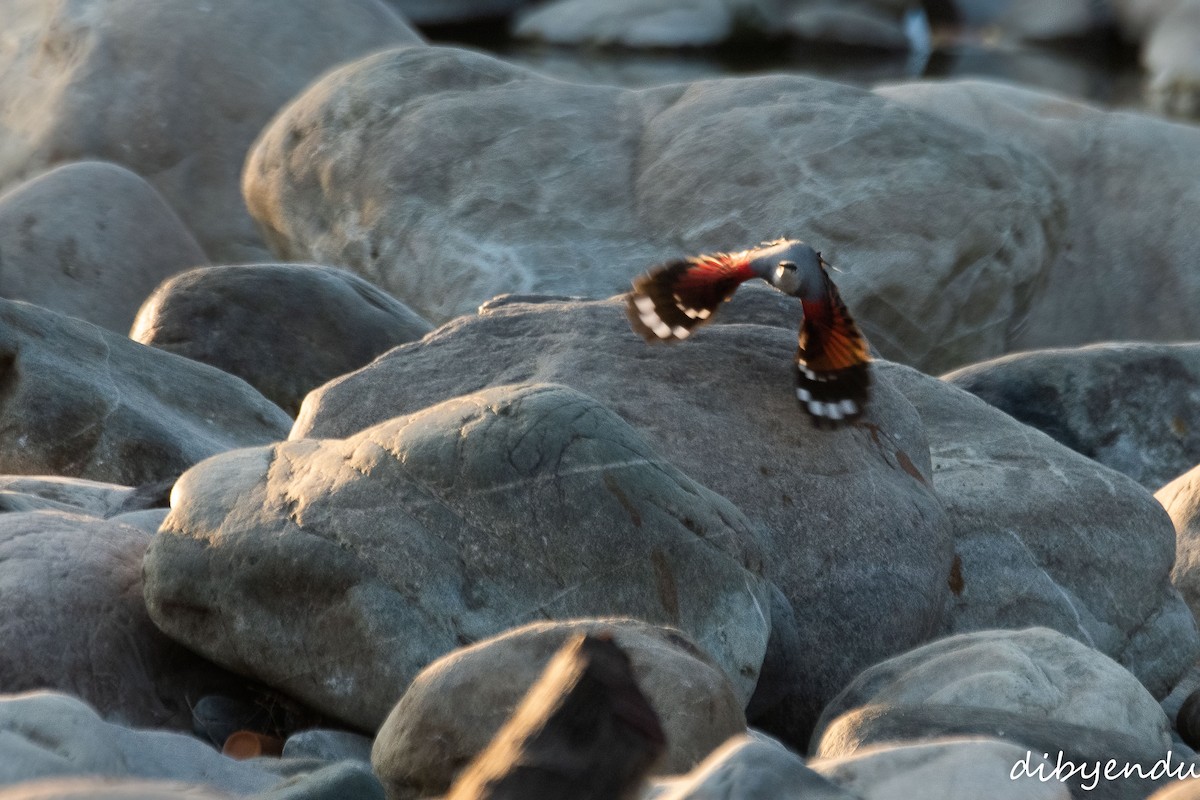 Wallcreeper - ML646452743