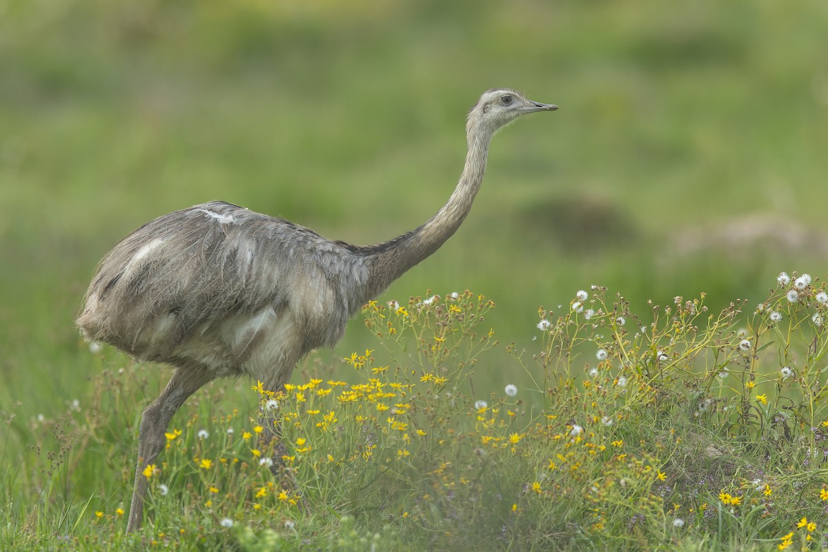 Greater Rhea - ML646452744