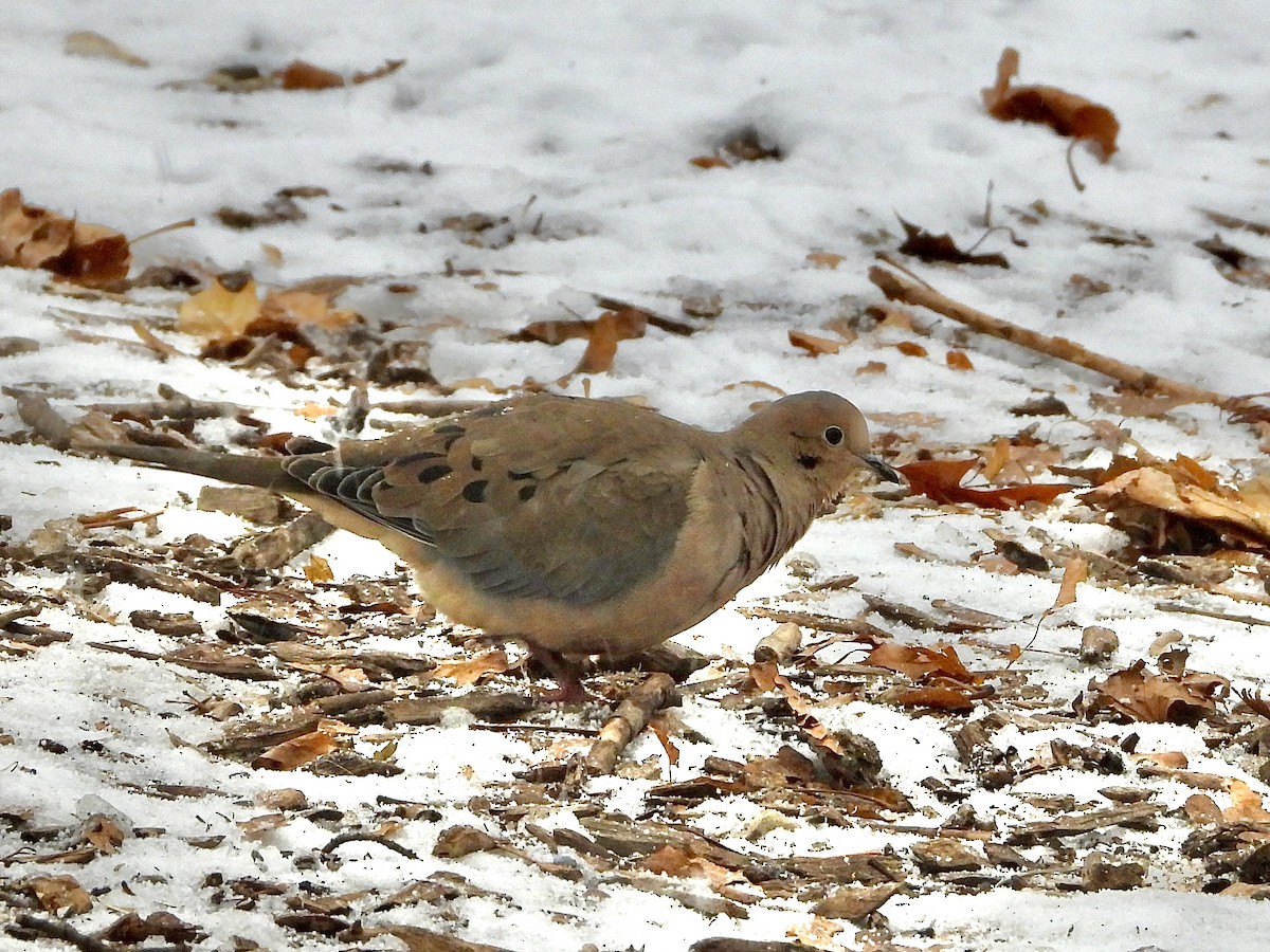 Mourning Dove - ML646452746