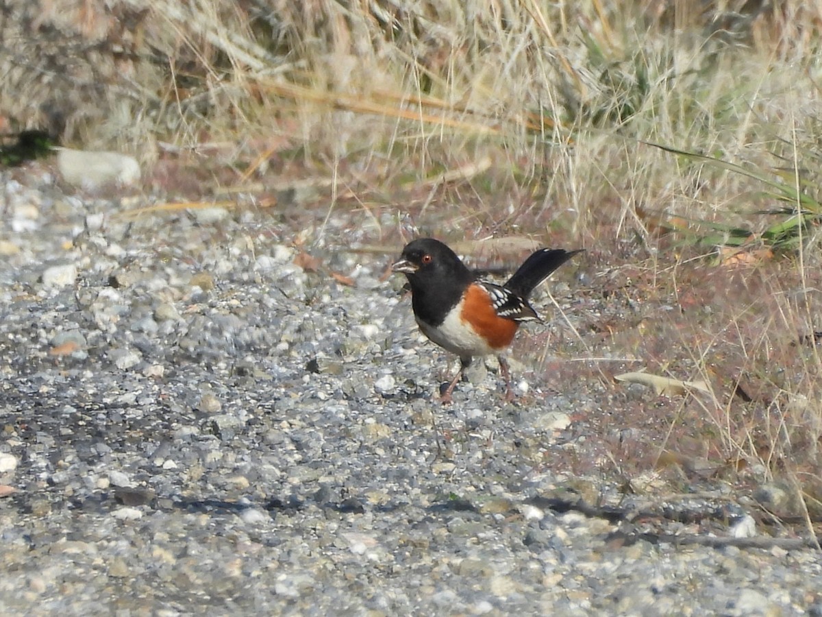 Spotted Towhee - ML646452748