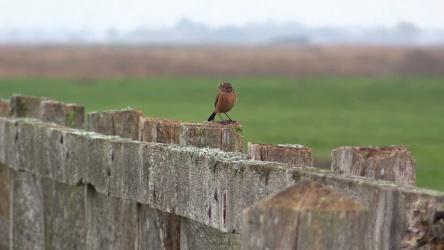 Taşkuşu - ML646452749