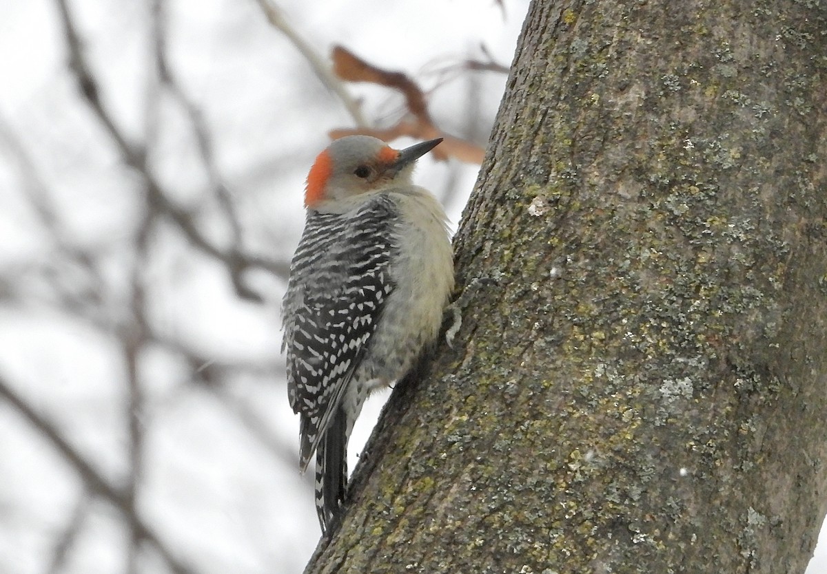 Red-bellied Woodpecker - ML646452751