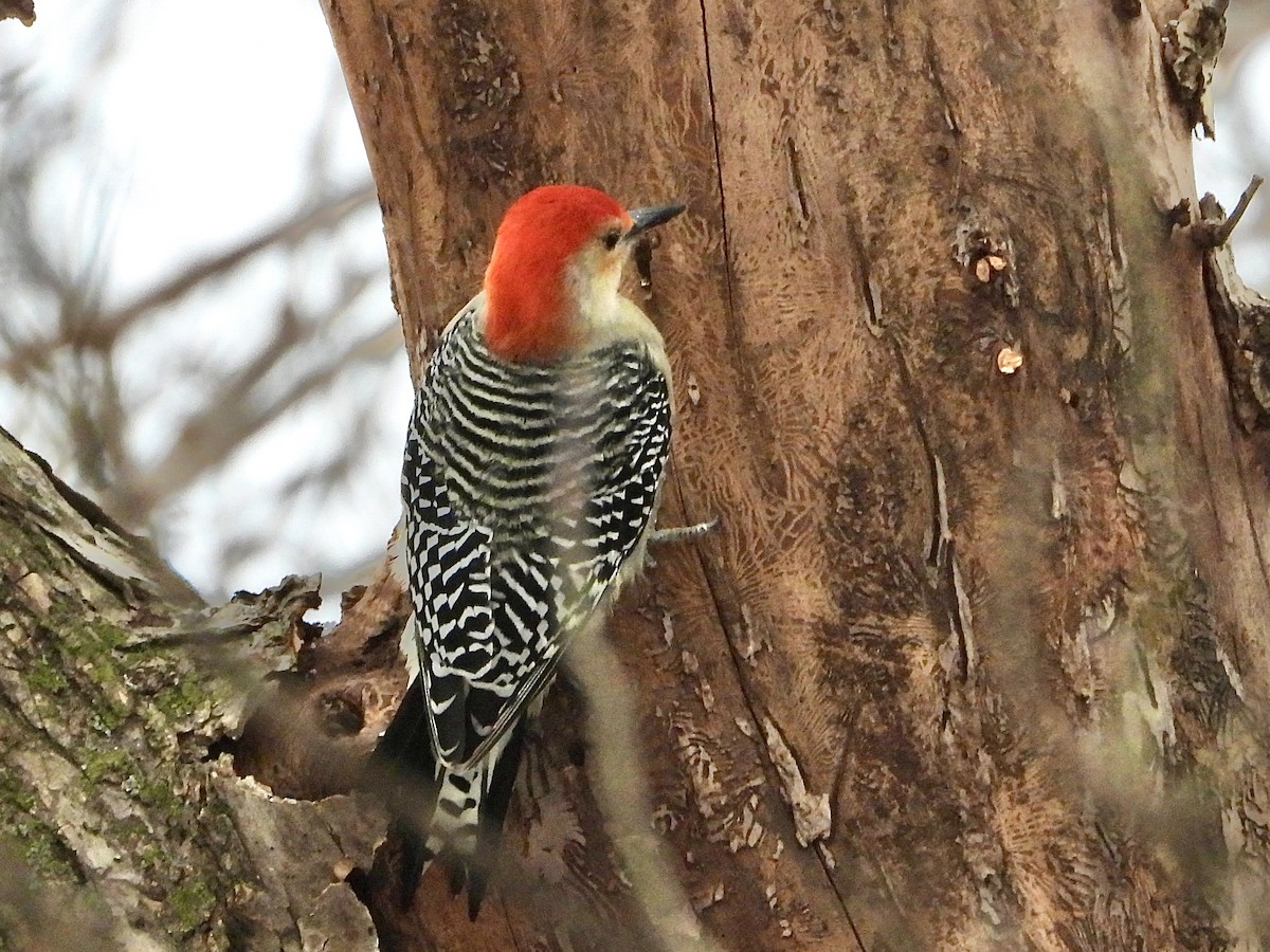 Red-bellied Woodpecker - ML646452752