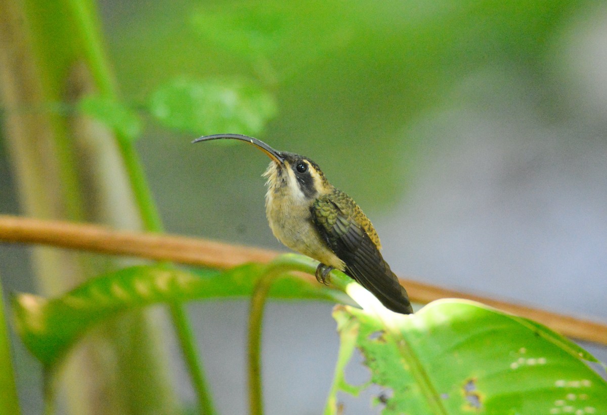 Long-billed Hermit - ML646452754